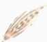 wheat wheat