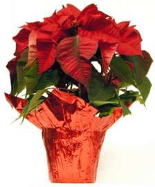 poinsettia (9K)