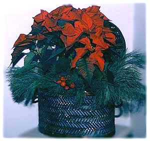 poinsettiabasket (19K)