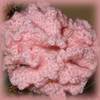 carnation