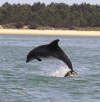 dolphinphoto (28K)