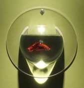 betta (7K)