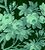 floral11 (1K)