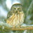 owl-sm (3K)