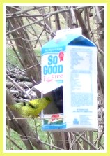 Recycled Milk Carton Bird Feeder