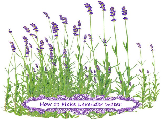 how to make lavender water