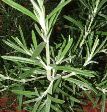 Organic Rosemary Recipes
