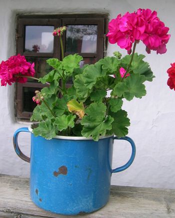 geraniums growing in a blue container