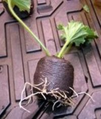 rooted geranium slip