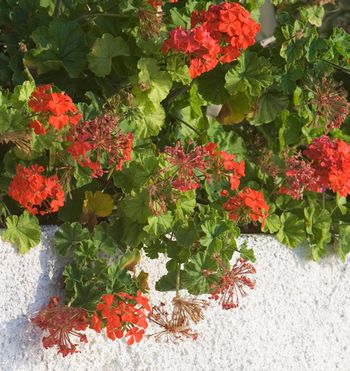 red geraniums in late summer
