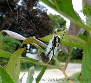 garden spider with web on peony