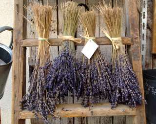 bunches of lavender hanging up to dry