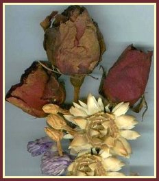 dried roses and straw flower