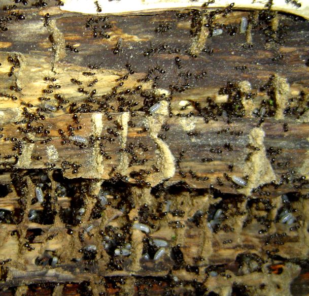 ant habitat in a fallen tree