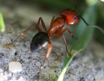 macro view of an ant on a leaf