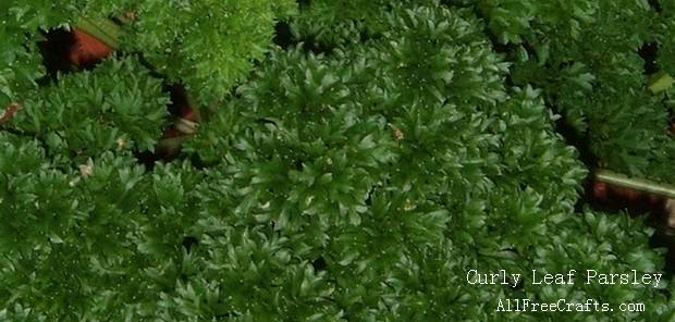 curly leaf parsley growing outside