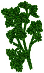 sprig of parsley