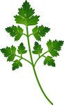 parsley frond