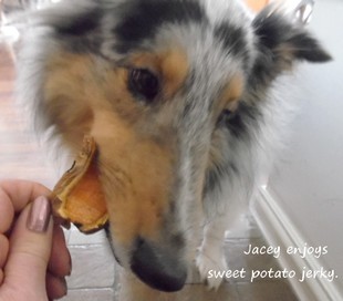 sheltie eats sweet potato jerky