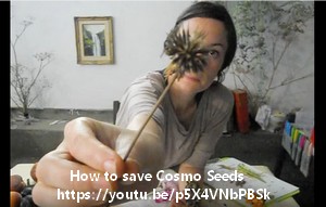 still from video on how to save cosmo seeds