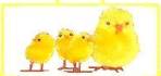 chick-basket2-thm (2K)