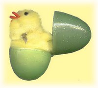 hatching Easter chick