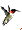 Hummingbird (1K)