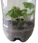 bottlegreenhouse (15K)