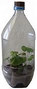 pop bottle greenhouse