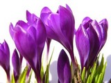 crocus (8K)