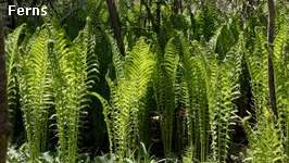 ferns (12K)
