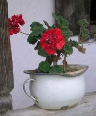 geranium (8K)