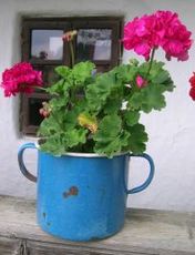 geranium2 (9K)
