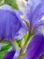 iris2 (3K)