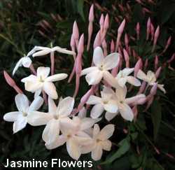 jasmine