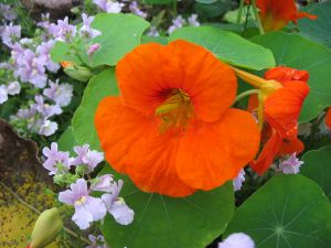 nasturtium (16K)