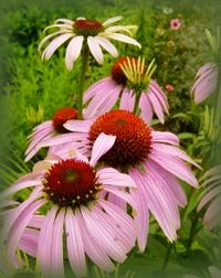 pconeflowers (15K)