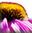 pconeflowersm (1K)