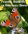 peacock-rosemary (6K)
