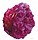 peoniessm (1K)