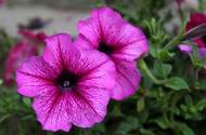 petunia (5K)