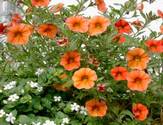 petunia2 (7K)