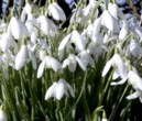 snowdrops (8K)