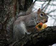 squirreleatsapple (6K)