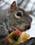 squirreleatsapplesm (1K)