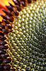sunseeds (4K)