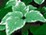 vari-goutweed.sm (1K)