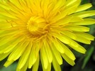 dandelion (6K)
