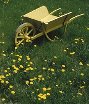 dandelionbarrow (18K)