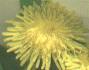 dandelions0002sm (6K)
